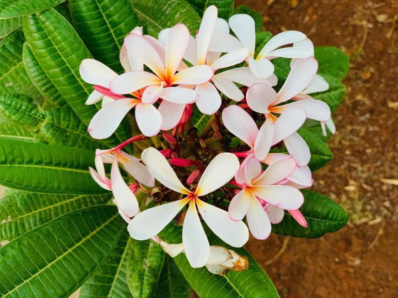 Mizzle Exotica Lonavala Appartement Buitenkant foto